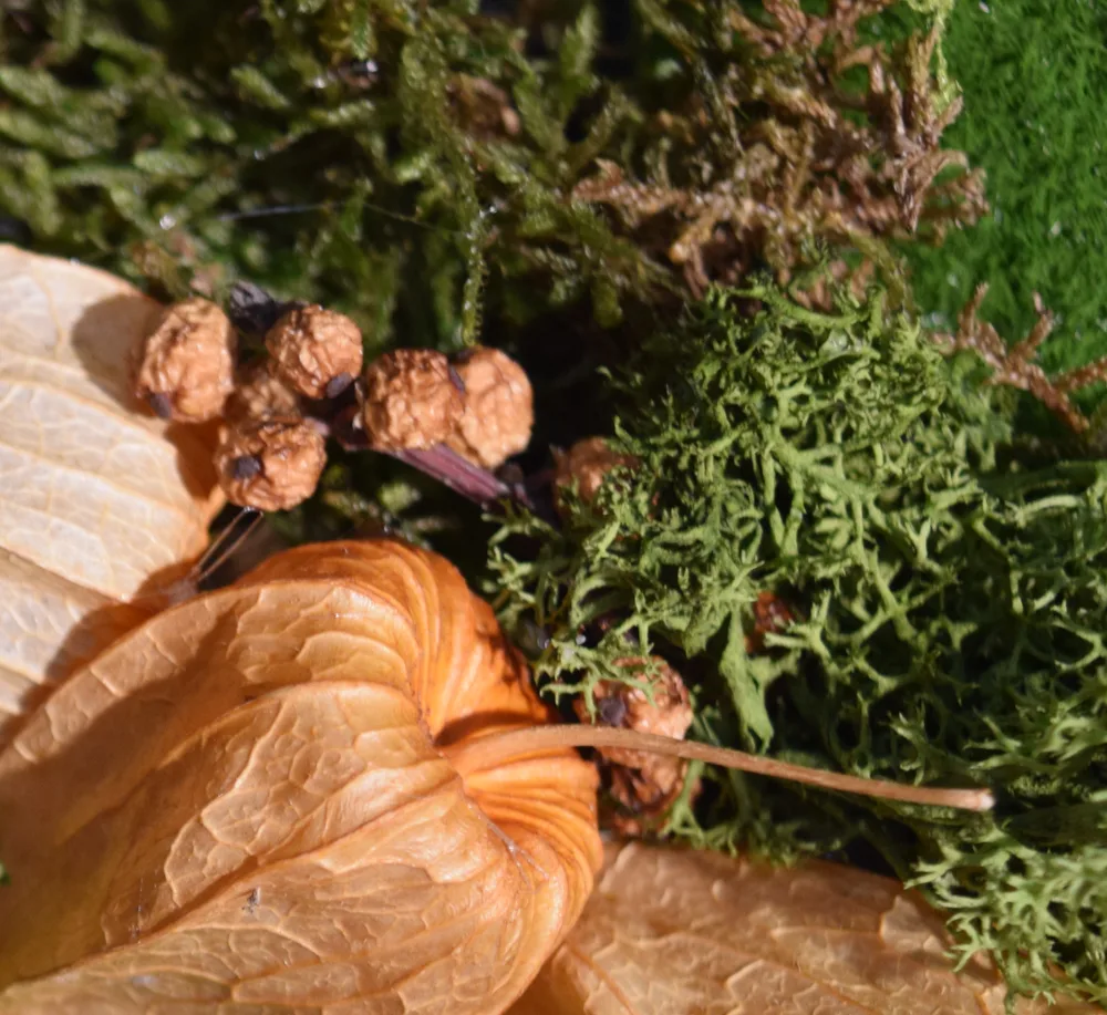 Detailaufnahme eines Moosbildes: Lampionblume, Beeren und Islandmoos dicht gesetzt